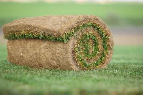 Video o prednostima travnog busena