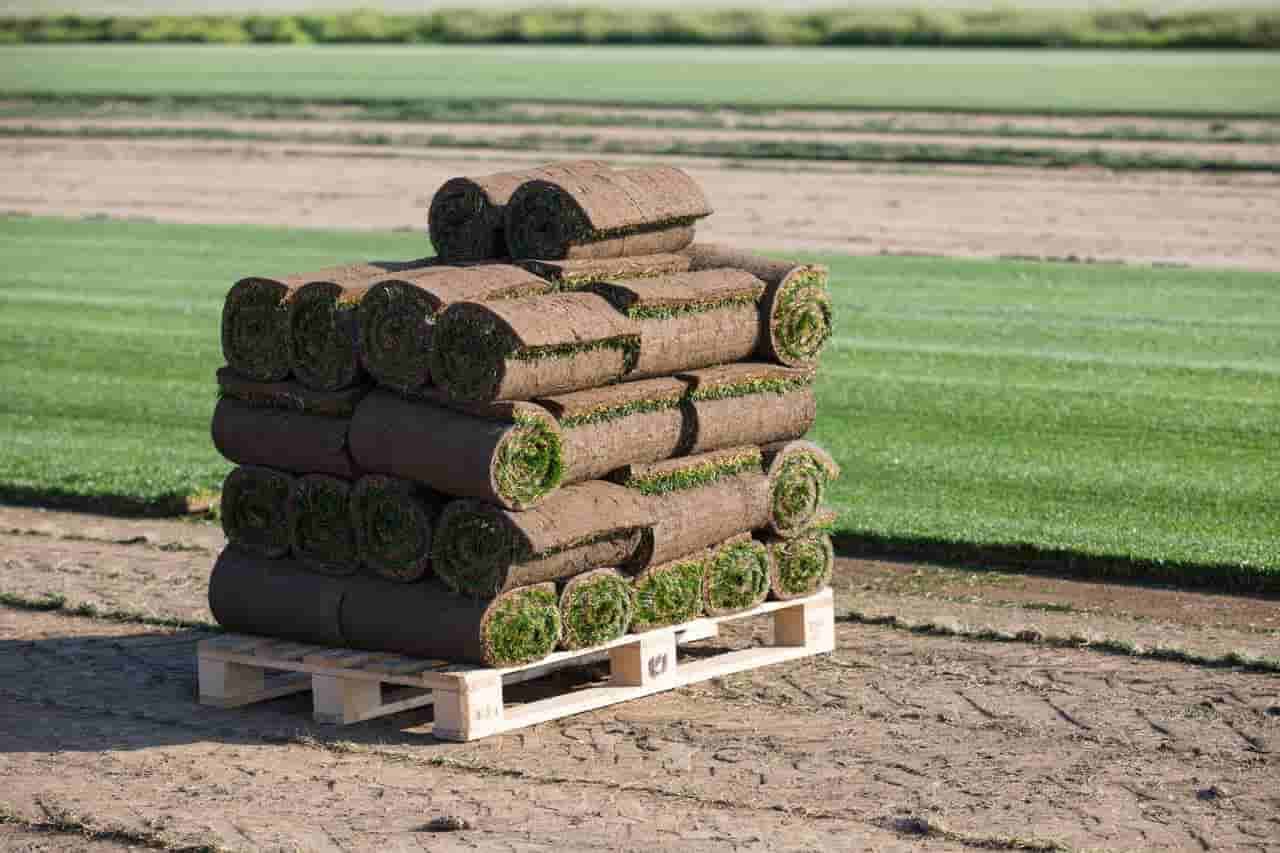 Travni busen za mediteranske zone