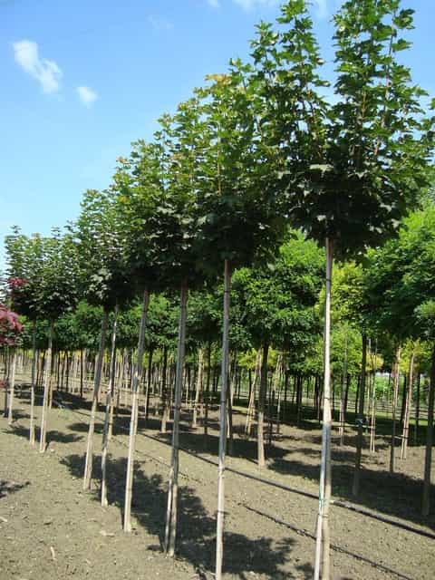 Listopadno drveće - slika 2