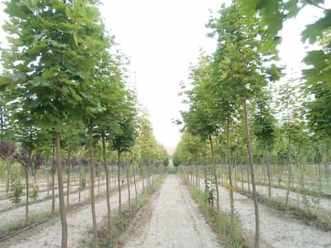 Listopadno drveće - slika 3