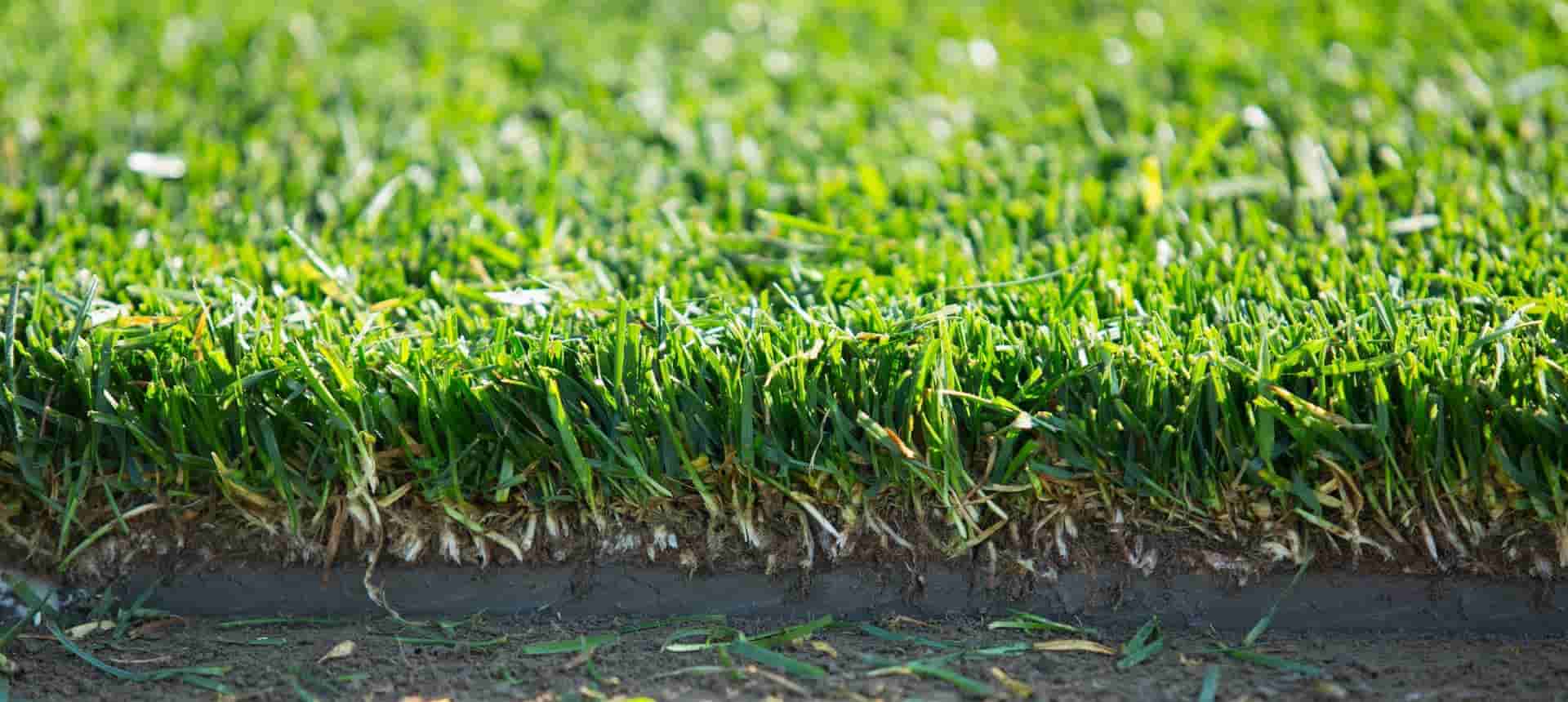 Kvalitetni travnjaci i listopadno drveće